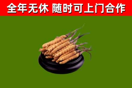 宁乡回收冬虫夏草